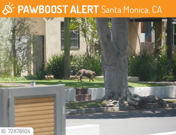 Found/Stray Unknown Dog last seen Ocean Park Blvd , Santa Monica, CA 90405