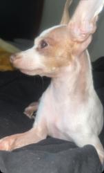 Lost Male Dog last seen Near sierra view cir , Auburn, CA 95603