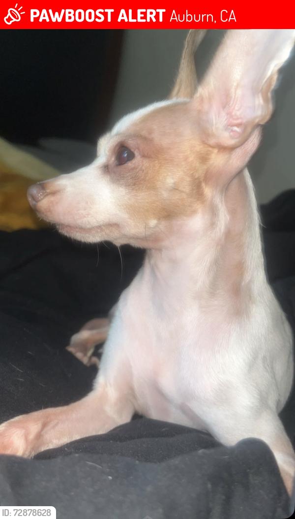 Lost Male Dog last seen Near sierra view cir , Auburn, CA 95603