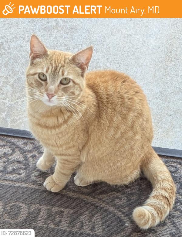 Found/Stray Unknown Cat last seen Safeway, Mount Airy, MD 21771