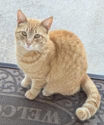Found/Stray Unknown Cat last seen Safeway, Mount Airy, MD 21771