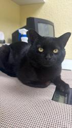 Found/Stray Male Cat last seen Short Ridge and 10th street, 46219, Indianapolis, IN 46219