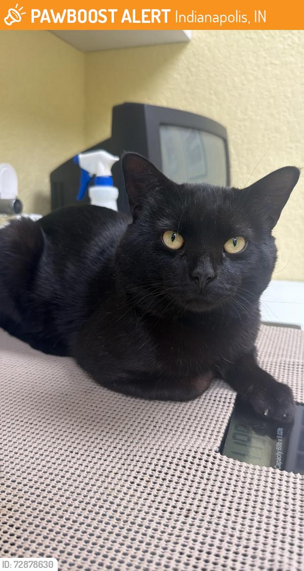 Found/Stray Male Cat last seen Short Ridge and 10th street, 46219, Indianapolis, IN 46219