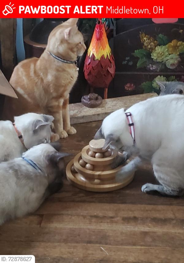 Lost Female Cat last seen Oxford state, Middletown, OH 45044