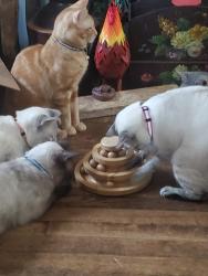 Lost Female Cat last seen Oxford state, Middletown, OH 45044