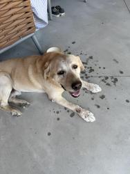 Found/Stray Male Dog last seen Near E 93rd St N, Valley Center, KS 67147