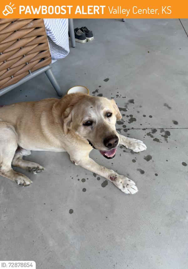 Found/Stray Male Dog last seen Near E 93rd St N, Valley Center, KS 67147