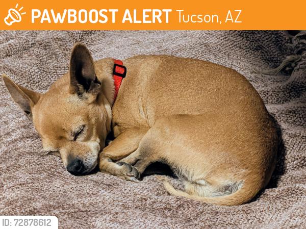 Found/Stray Female Dog last seen South Nogales Highway and Elvira Rd , Tucson, AZ 85756