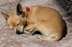 Found/Stray Female Dog last seen South Nogales Highway and Elvira Rd , Tucson, AZ 85756