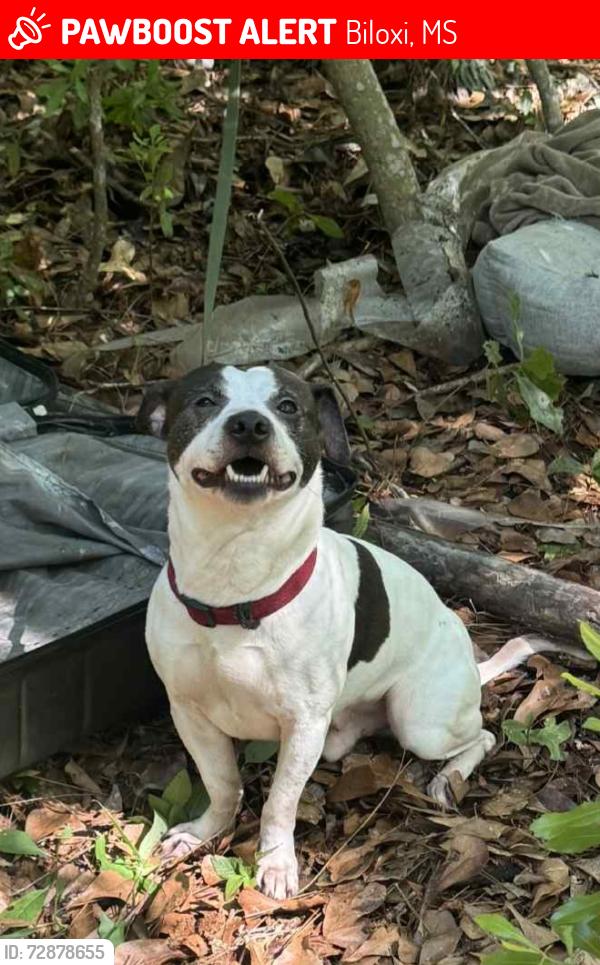 Lost Male Dog last seen In Biloxi right off pass road and pops ferry in bayou bay, Biloxi, MS 39531