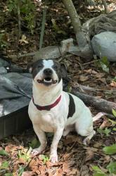 Lost Male Dog last seen In Biloxi right off pass road and pops ferry in bayou bay, Biloxi, MS 39531