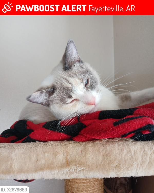Lost Female Cat last seen Grandview Apt , Fayetteville, AR 72701
