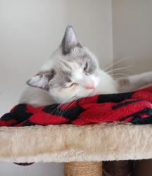 Lost Female Cat last seen Grandview Apt , Fayetteville, AR 72701