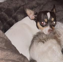 Lost Female Dog last seen Guild Park Apts., San Antonio, TX 78211