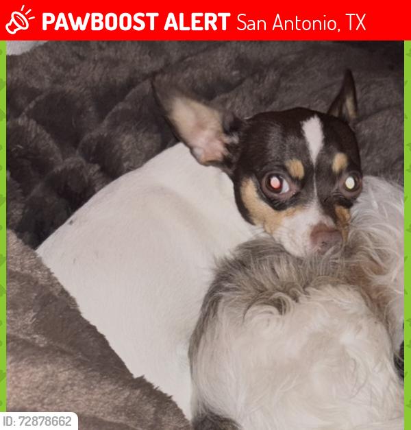 Lost Female Dog last seen Guild Park Apts., San Antonio, TX 78211