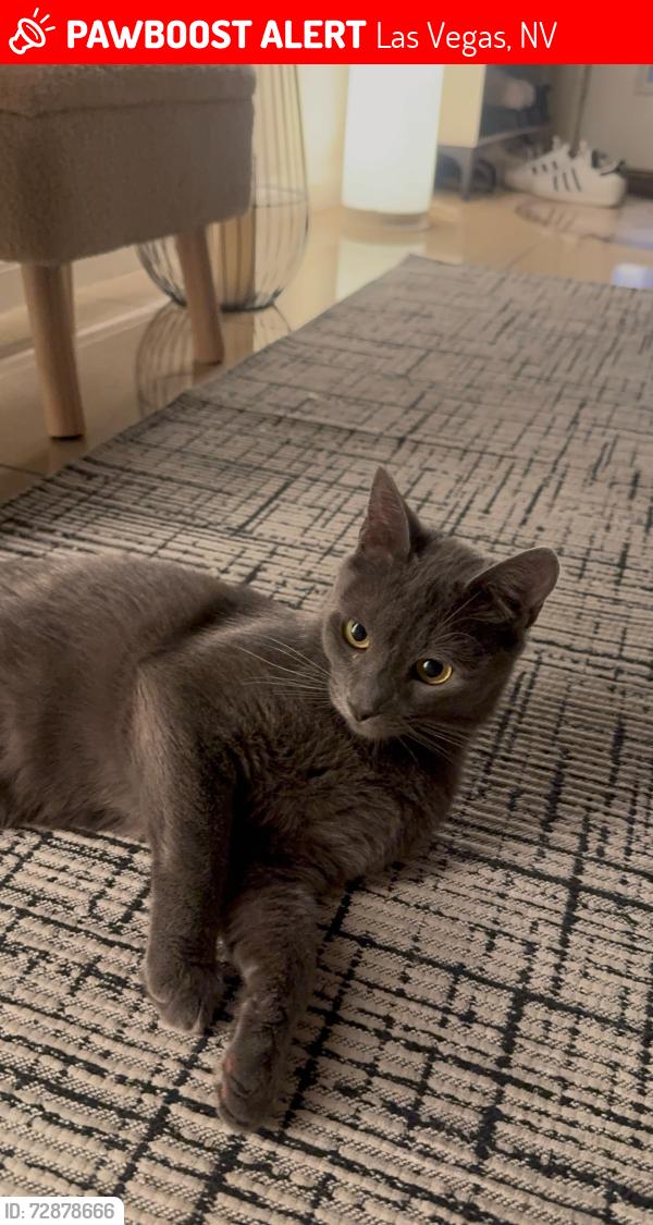 Lost Male Cat last seen Torrey pines and windmill, Las Vegas, NV 89139