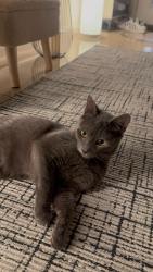 Lost Male Cat last seen Torrey pines and windmill, Las Vegas, NV 89139