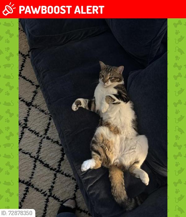 Lost Male Cat last seen Mulberry Puttenham Heath Road GU3 1DU, Compton, England GU3 1DU