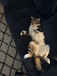 Lost Male Cat last seen Mulberry Puttenham Heath Road GU3 1DU, Compton, England GU3 1DU