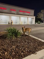 Found/Stray Male Dog last seen Waterman and 40th, San Bernardino, CA 92404