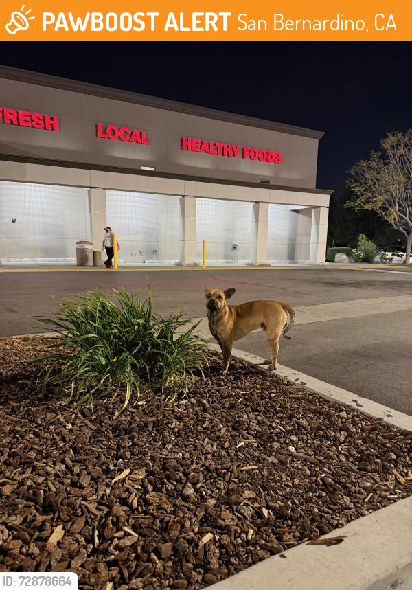 Found/Stray Male Dog last seen Waterman and 40th, San Bernardino, CA 92404