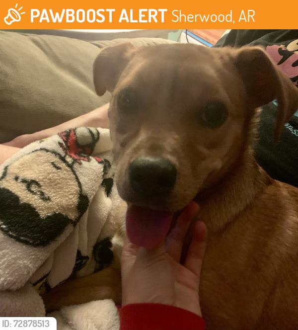 Found/Stray Female Dog last seen Sylvan Hills Track , Sherwood, AR 72120