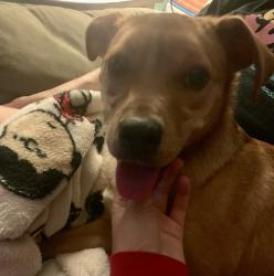 Found/Stray Female Dog last seen Sylvan Hills Track , Sherwood, AR 72120