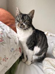 Lost Male Cat last seen The old fire station, Yachats, OR 97498