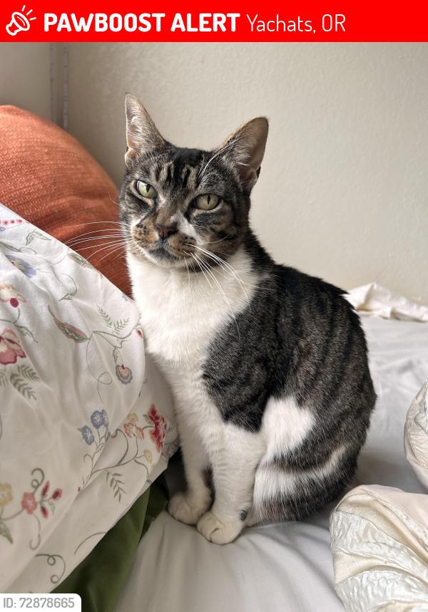 Lost Male Cat last seen The old fire station, Yachats, OR 97498