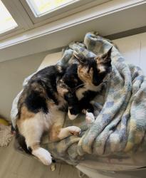 Reunited Female Cat last seen C Avenue Southeast, Hickory, NC 28602