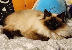 Lost Female Cat last seen W Prairie St and S Sunnyside Ave, Sequim, WA 98382