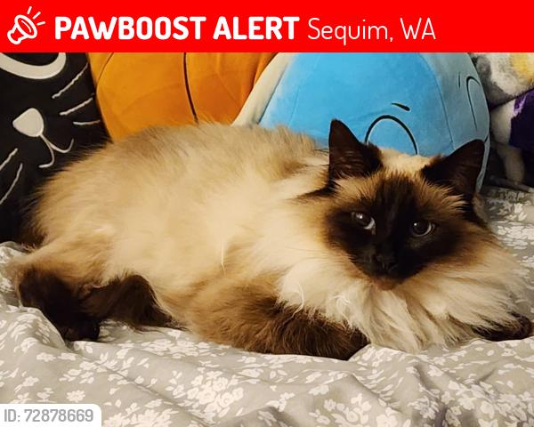 Lost Female Cat last seen W Prairie St and S Sunnyside Ave, Sequim, WA 98382