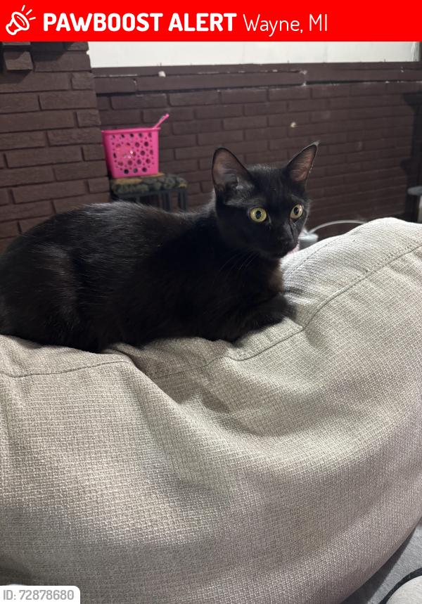Lost Female Cat last seen Gertrude and Eastlawn, Wayne, MI 48184