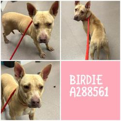 Shelter Stray Female Dog last seen SOUTH WALDEN ROAD, Macon, GA 31216