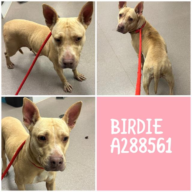 Shelter Stray Female Dog last seen SOUTH WALDEN ROAD, Macon, GA 31216