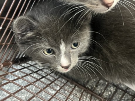 Shelter Stray Female Cat last seen , Los Angeles, CA 90047