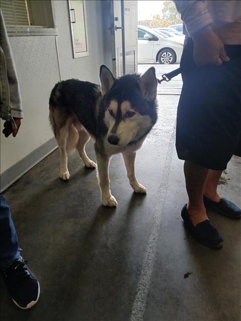 Shelter Stray Male Dog last seen , Los Angeles, CA 90047