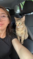 Reunited Female Cat last seen Secretarial drive by the trail , Charlotte, NC 28216