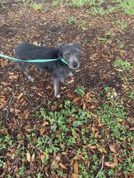 Found/Stray Male Dog last seen OBT between I-4 and Holden, I-4, FL 32819