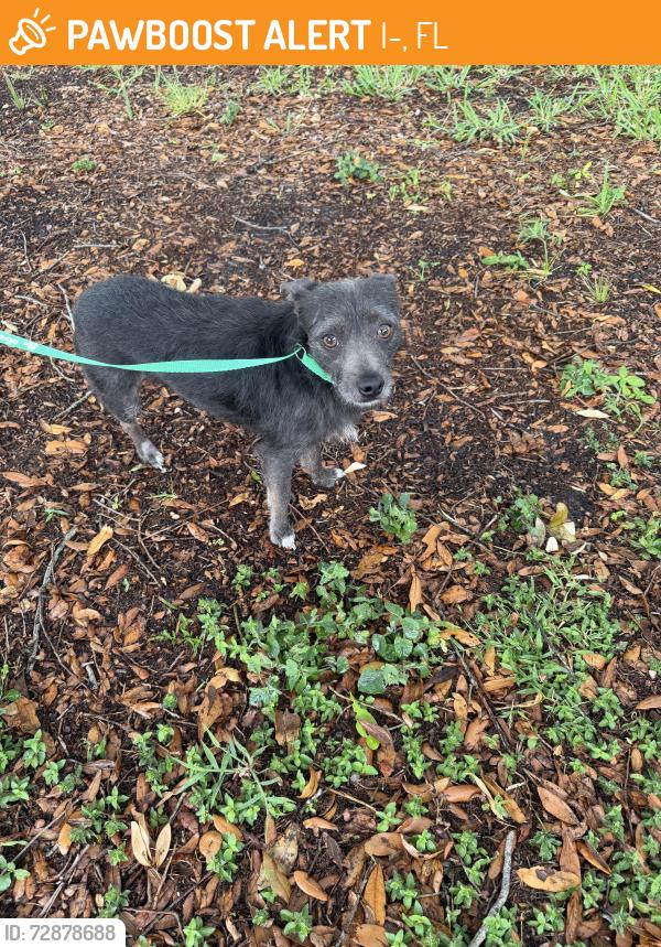 Found/Stray Male Dog last seen OBT between I-4 and Holden, I-4, FL 32819