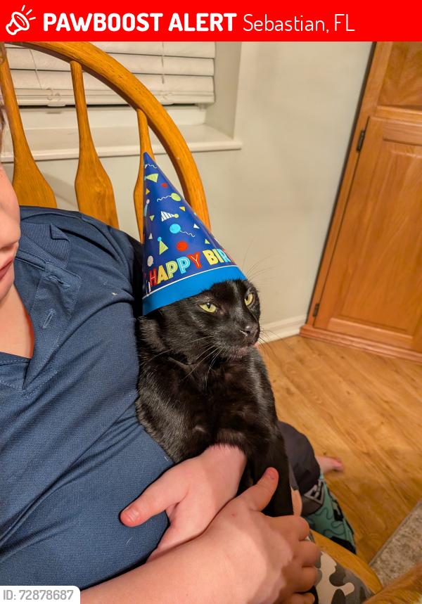 Lost Male Cat last seen Barber st, Sebastian, FL 32958