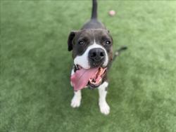 Shelter Stray Male Dog last seen , Los Angeles, CA 90031