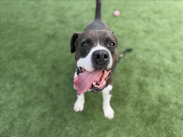 Shelter Stray Male Dog last seen , Los Angeles, CA 90031