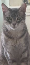 Lost Female Cat last seen Mobile-across Faith Academy School on Ziegler Blvd off Taber Drive , Mobile, AL 36608