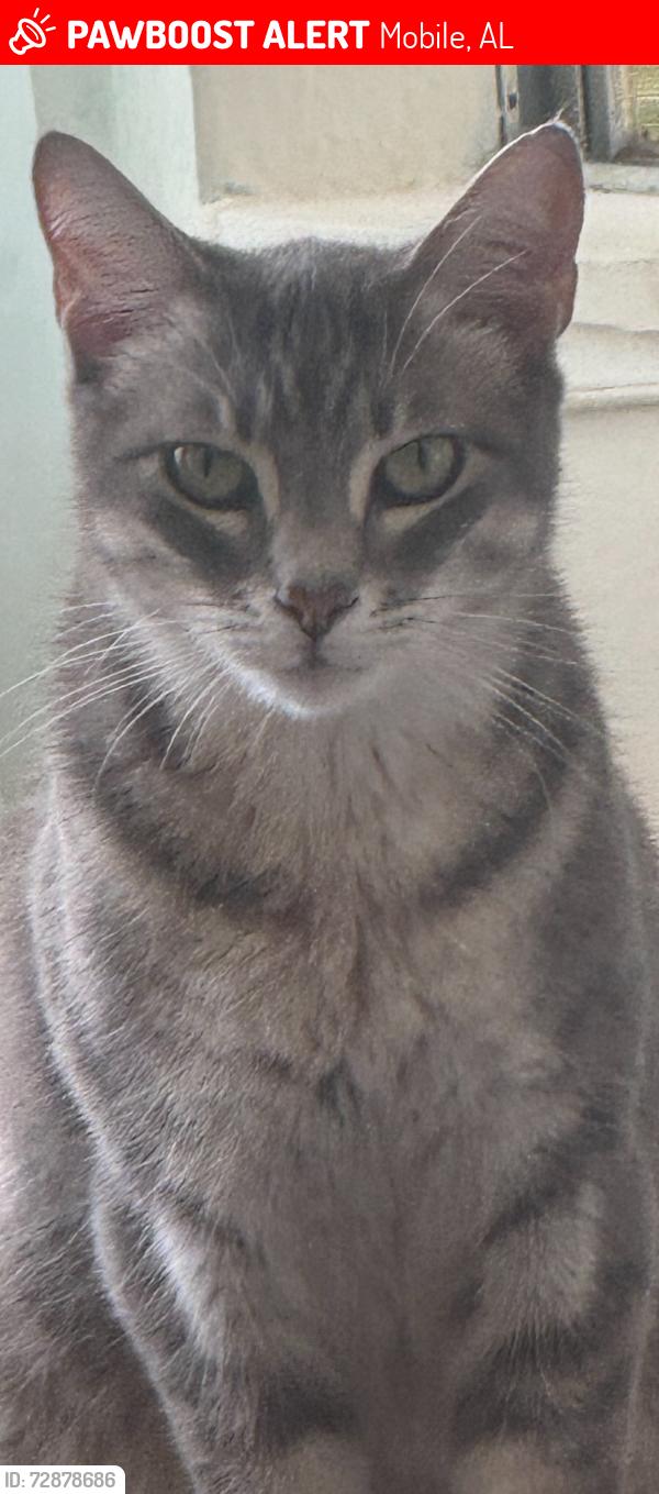 Lost Female Cat last seen Mobile-across Faith Academy School on Ziegler Blvd off Taber Drive , Mobile, AL 36608