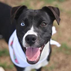 Shelter Stray Female Dog last seen CASINA RUN, San Antonio, TX 78227