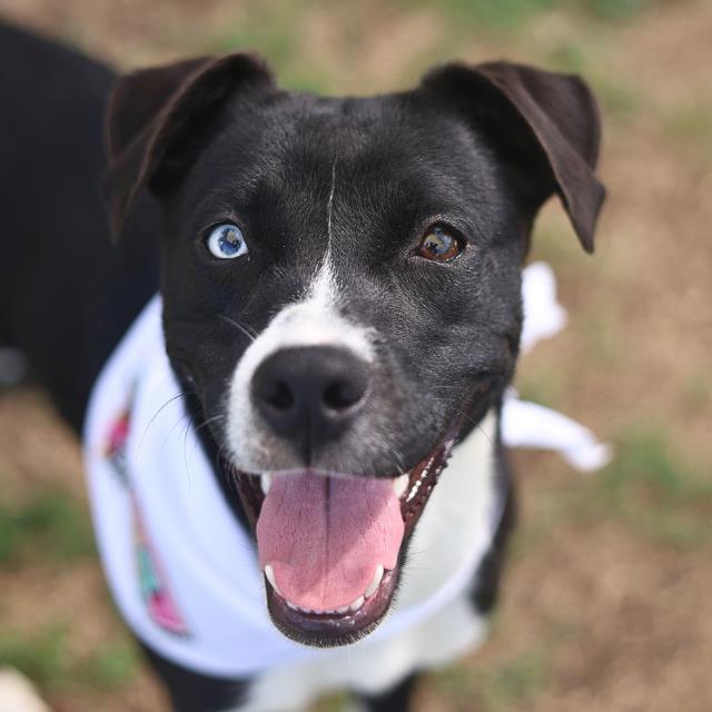 Shelter Stray Female Dog last seen CASINA RUN, San Antonio, TX 78227