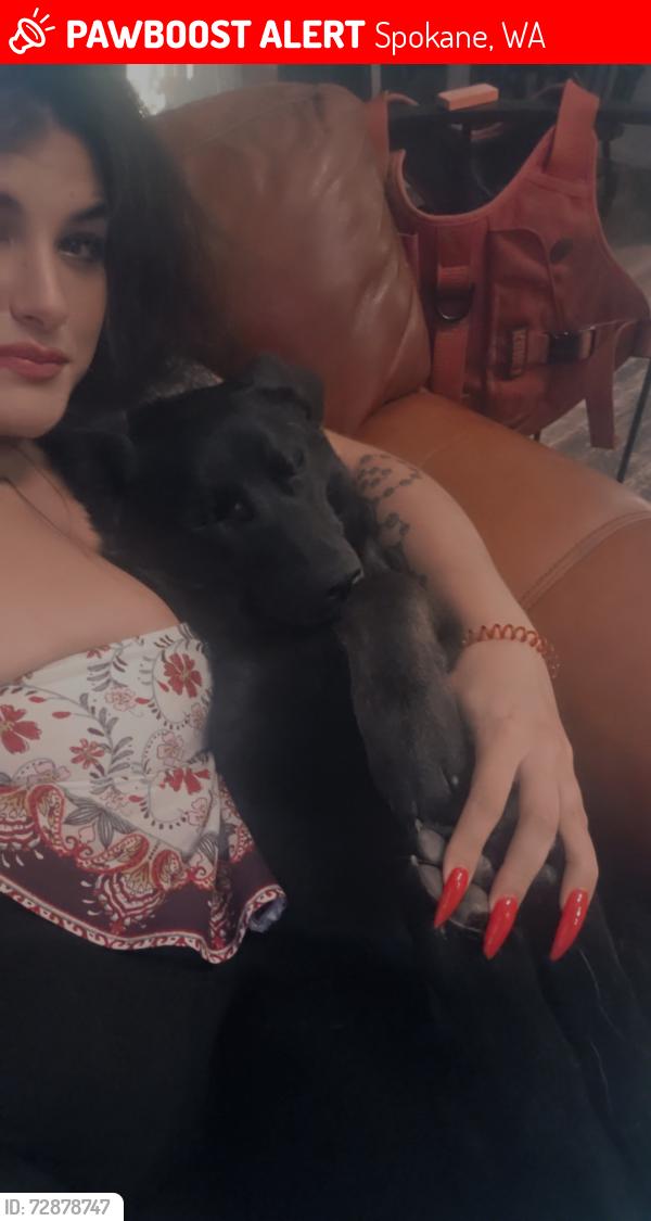 Lost Female Dog last seen Assembly sport comlex, Spokane, WA 99205