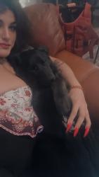 Lost Female Dog last seen Assembly sport comlex, Spokane, WA 99205