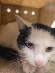 Shelter Stray Male Cat last seen Near BLOCK W MOOREGATE AVE, Salt Lake City, UT 84120